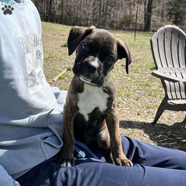 Oscar, Boxer Puppy