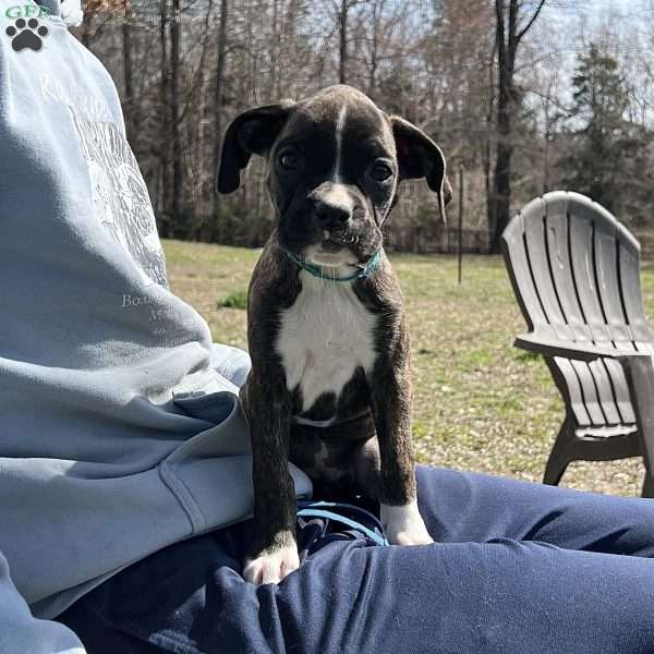 Onyx, Boxer Puppy