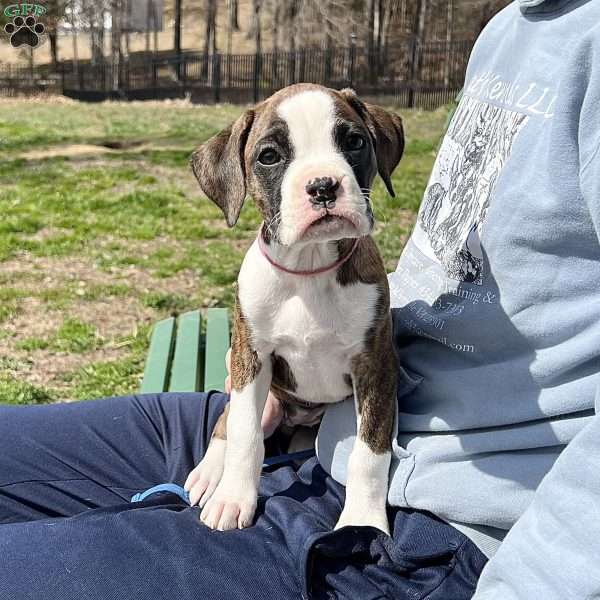 Olivia, Boxer Puppy