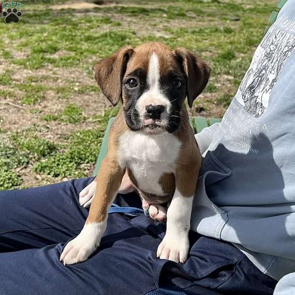 Orlando, Boxer Puppy