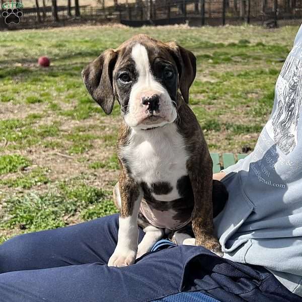 Odie, Boxer Puppy