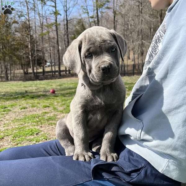 Peyton, Cane Corso Puppy