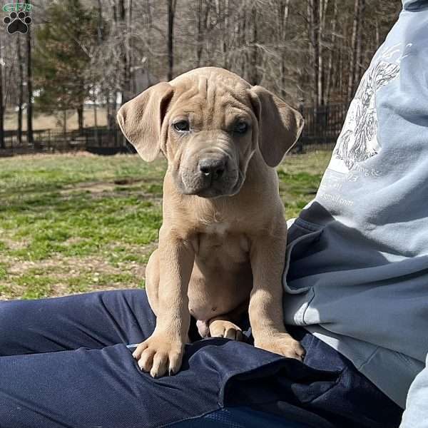 Peanut, Cane Corso Puppy