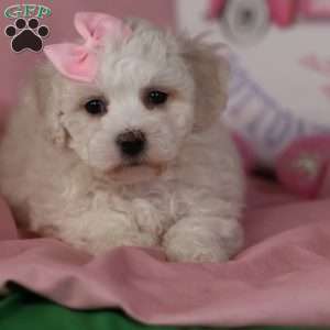 Gracie, Bichon Frise Puppy