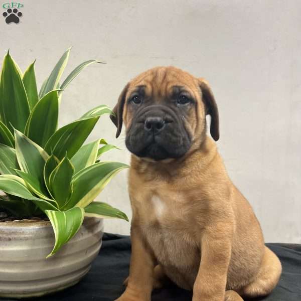 Kenya, Bullmastiff Puppy