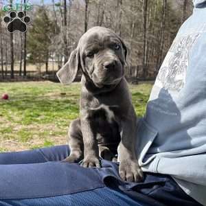 Phoebe, Cane Corso Puppy