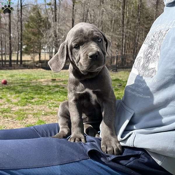 Phoebe, Cane Corso Puppy