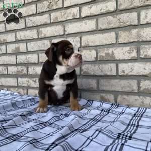 Trixy, Beabull Puppy
