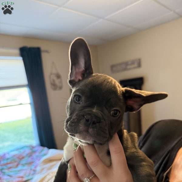 Nadia, French Bulldog Puppy