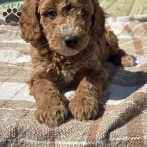 Mia, Miniature Poodle Puppy