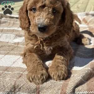 Mia, Miniature Poodle Puppy