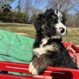 Tucker, Bernedoodle Puppy