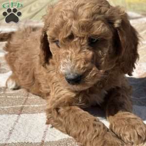 Mia, Miniature Poodle Puppy