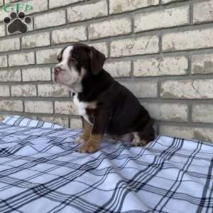 Trixy, Beabull Puppy