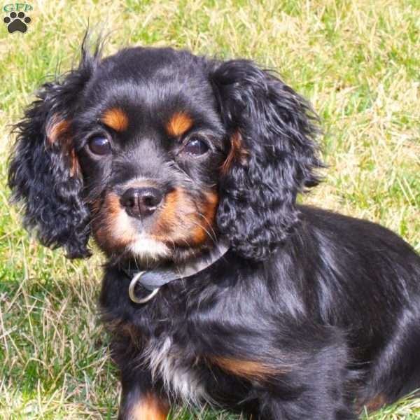Cooper, Cavalier King Charles Spaniel Puppy