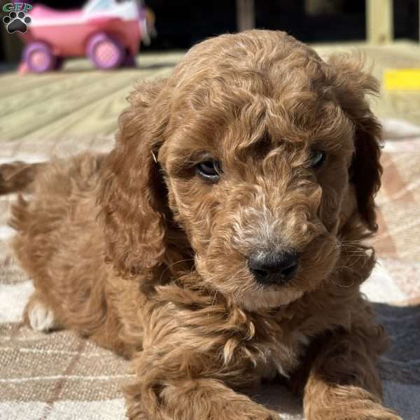 Mia, Miniature Poodle Puppy