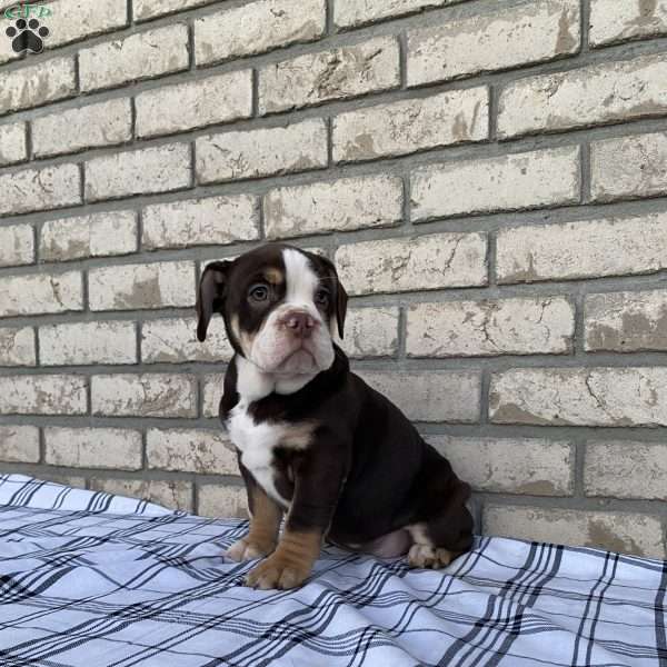 Trixy, Beabull Puppy