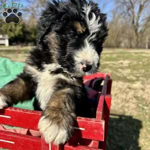 Tucker, Bernedoodle Puppy