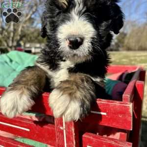 Tucker, Bernedoodle Puppy