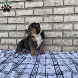 Layla, Beabull Puppy