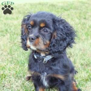 Cooper, Cavalier King Charles Spaniel Puppy