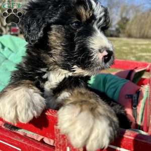 Tucker, Bernedoodle Puppy