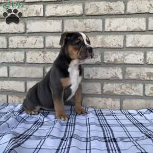 Layla, Beabull Puppy