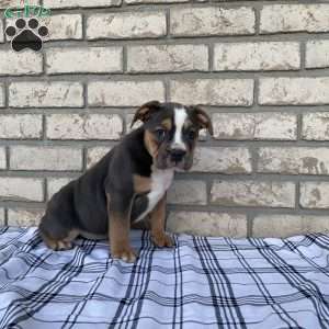 Layla, Beabull Puppy