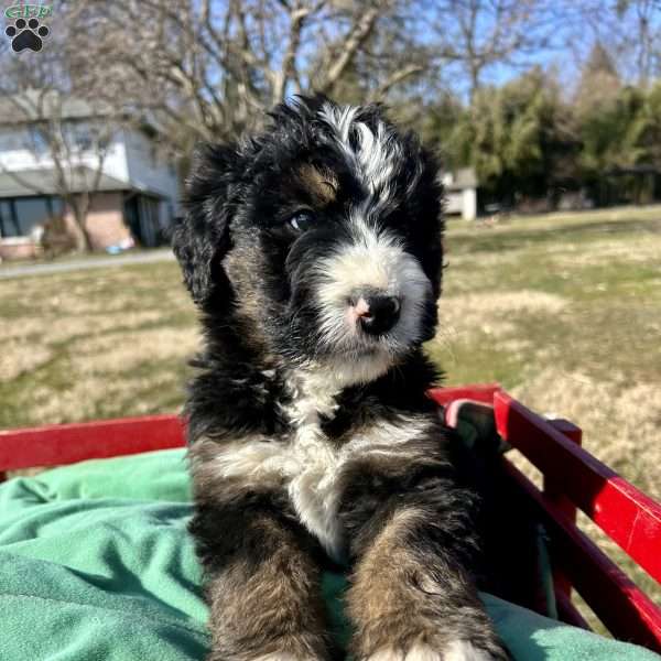 Tucker, Bernedoodle Puppy