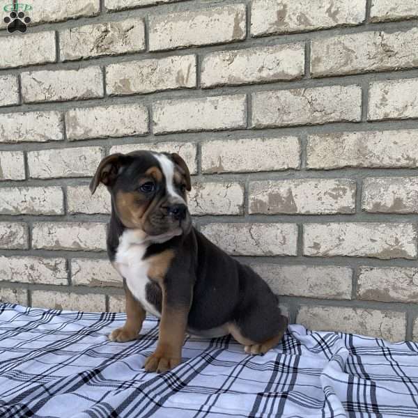 Layla, Beabull Puppy