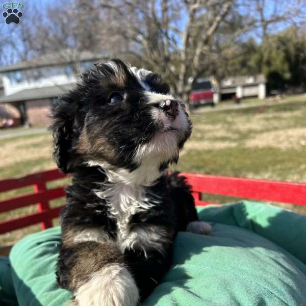 Violet, Bernedoodle Puppy