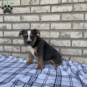 Layla, Beabull Puppy