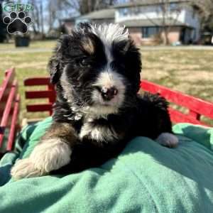 Violet, Bernedoodle Puppy