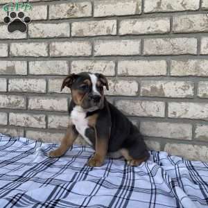 Layla, Beabull Puppy