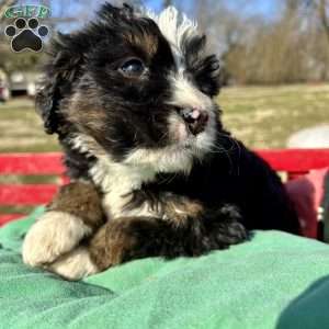 Violet, Bernedoodle Puppy