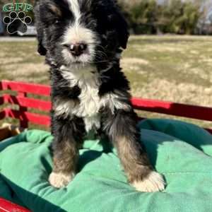 Violet, Bernedoodle Puppy