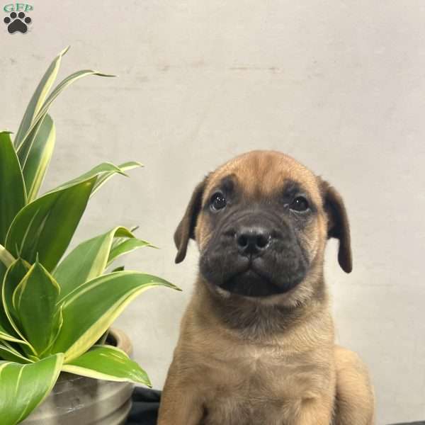 Austria, Bullmastiff Puppy