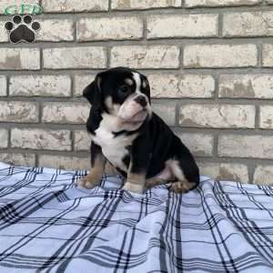 Lucy, Beabull Puppy