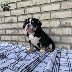 Lucy, Beabull Puppy