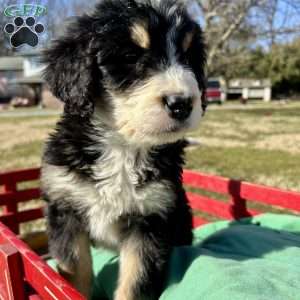 Rosey, Bernedoodle Puppy