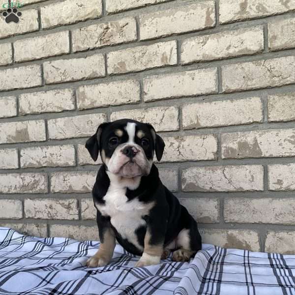 Lucy, Beabull Puppy