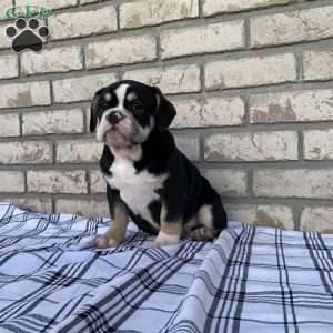 Lucy, Beabull Puppy