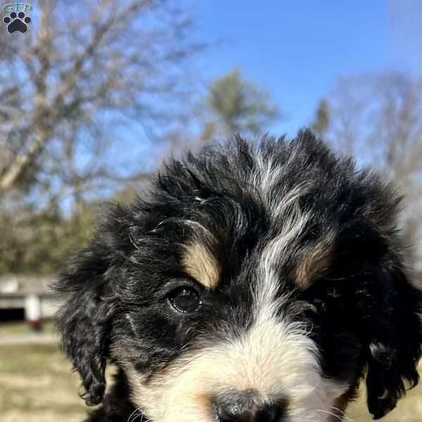 Rosey, Bernedoodle Puppy