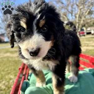 Rosey, Bernedoodle Puppy