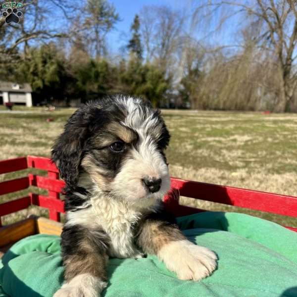 Jack, Bernedoodle Puppy