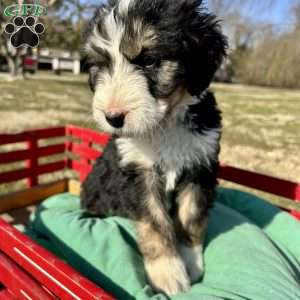 Jack, Bernedoodle Puppy