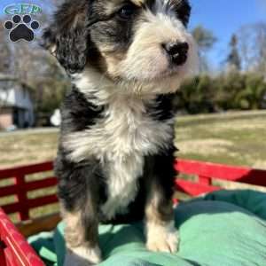 Jack, Bernedoodle Puppy