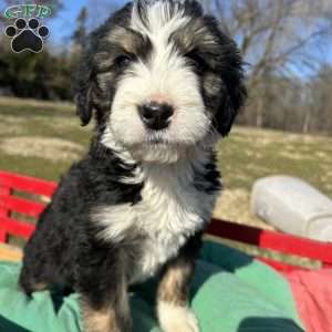 Jack, Bernedoodle Puppy