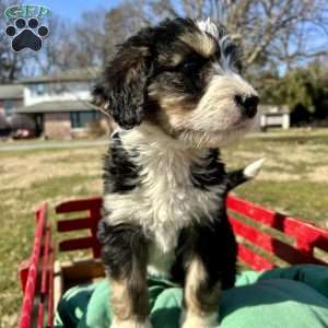 Jack, Bernedoodle Puppy