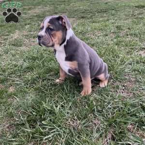 Layla, Beabull Puppy